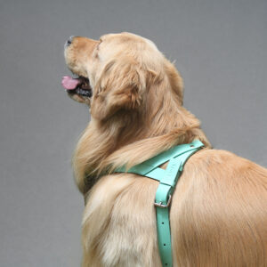 Pechera Para Perro en cuero Turquesa