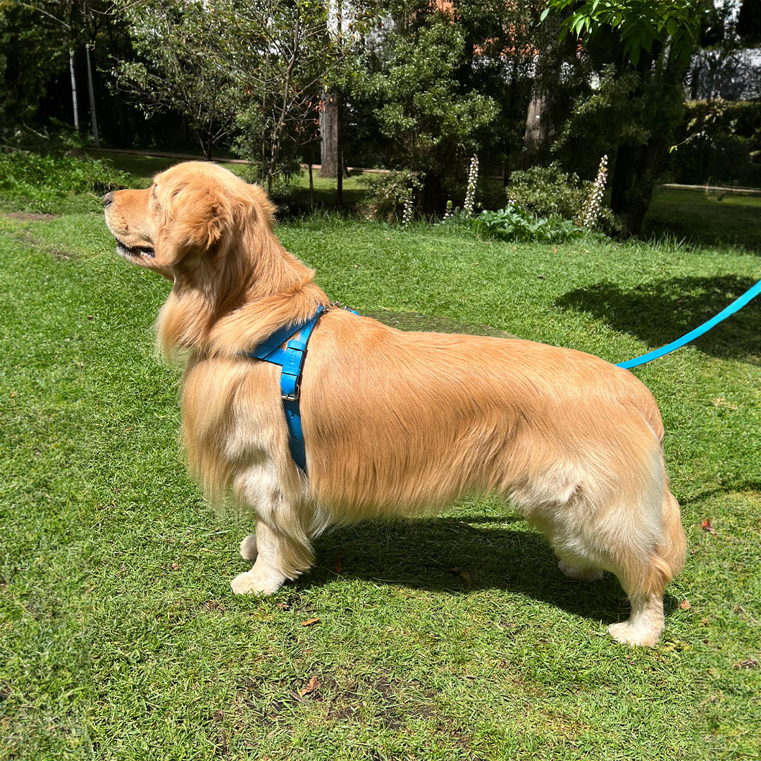 pechera-perro-cuero-azul-rey-ergonomica-diseno-autor-ladra