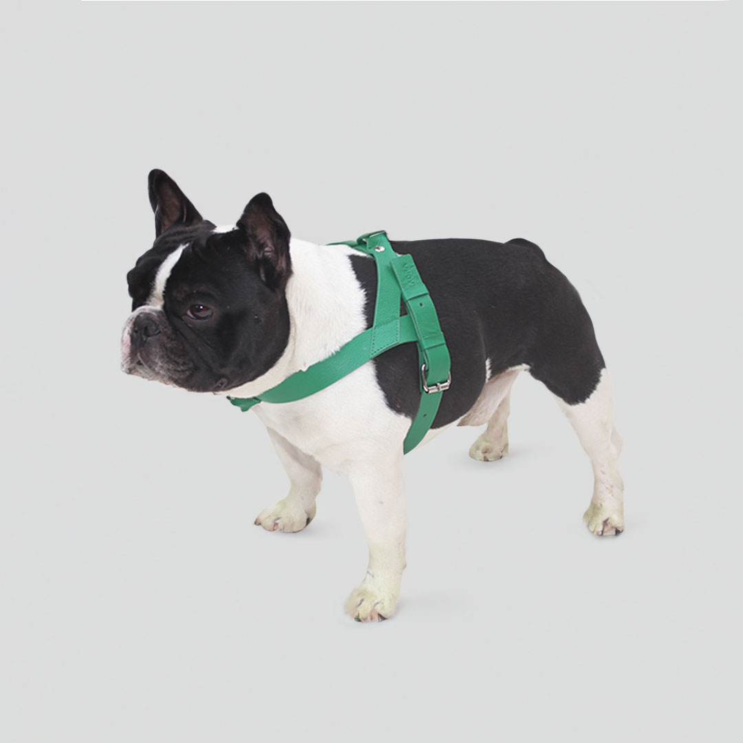 pechera-perro-cuero-verde-ergonomica-diseno-autor-ladra