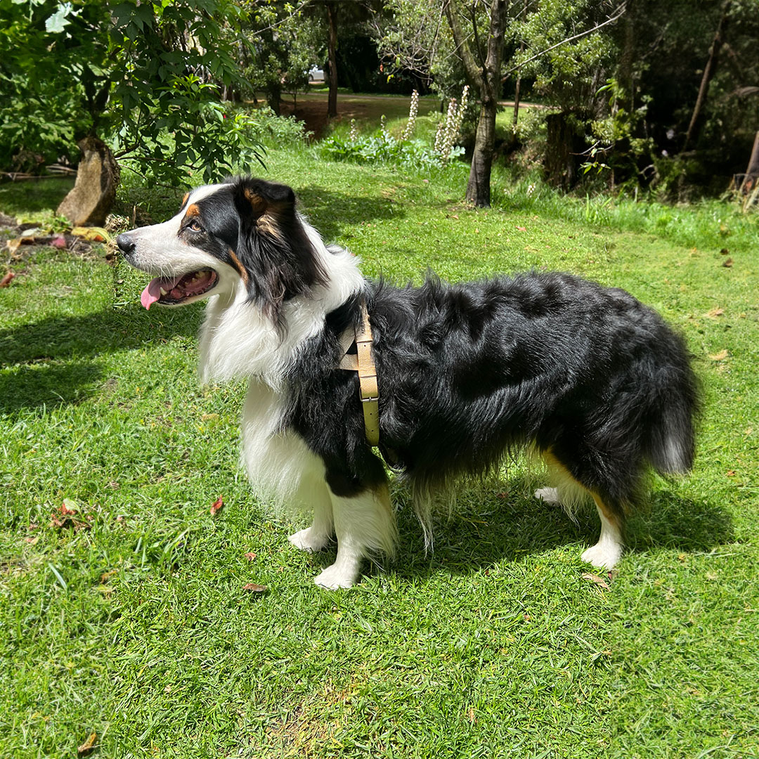 pechera-perro-cuero-dorado-ergonomica-diseno-autor-ladra
